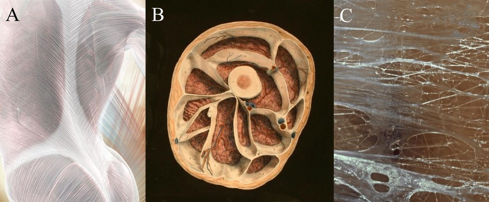Componentes do tecido fascial - Foto: BMJ Journals.